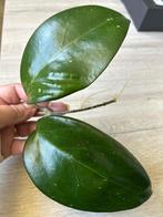 Hoya fuscomarginata, Bloeiende kamerplant, Ophalen of Verzenden, Halfschaduw, Minder dan 100 cm