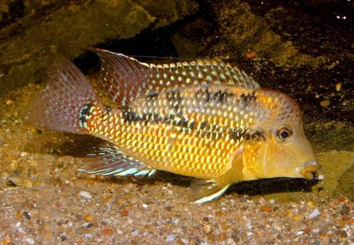 Zuid Amerikaanse Cichliden: Geophagus sp. “Alto Sinu”, Dieren en Toebehoren, Vissen | Aquariumvissen, Zoetwatervis, Vis