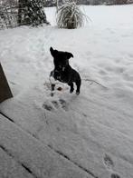 Jack Russel pup .Brendle teefje ., Teef, Eén hond, Klein, Nederland
