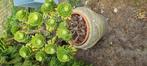 Stekken van de Aeonium Arboreum, Tuin en Terras, Ophalen