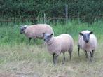 Bleu du maine ooilammeren, Dieren en Toebehoren, Schapen, Geiten en Varkens, Mannelijk, Schaap, 0 tot 2 jaar