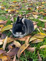 Dwergkonijntje otter zwart, Mannelijk, Dwerg, 0 tot 2 jaar