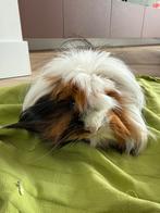 Cavia met kooi mag weg imv geen tijd meer, Dieren en Toebehoren, Knaagdieren, Mannelijk, Tam, Maart, Cavia