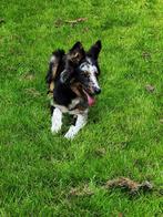 Unieke blue merle "Dollie" reu, Dieren en Toebehoren, Honden | Herdershonden en Veedrijvers, België, Particulier, Reu, CDV (hondenziekte)