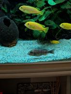 2 aulonocara baenschi benga vrouwtjes malawi cichliden 8cm, Vis