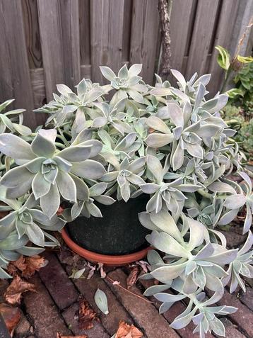 Kunststof pot met prachtige Ghost plant beschikbaar voor biedingen