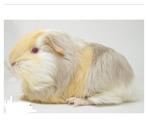 Cavia met stamboom, Dieren en Toebehoren, Knaagdieren, Januari, Vrouwelijk, Cavia
