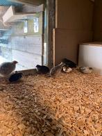 Kwartels 1.5 maand oud 15 stuks, Dieren en Toebehoren, Pluimvee, Meerdere dieren, Overige soorten
