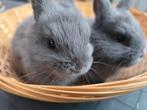 2 prachtige raszuivere kleurdwerg konijntjes mogen directweg, Dieren en Toebehoren, Konijnen, Vrouwelijk, Dwerg, 0 tot 2 jaar