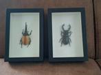vliegende hert en afrikaanse kever, Verzamelen, Dierenverzamelingen, Ophalen of Verzenden, Zo goed als nieuw, Insect, Opgezet dier