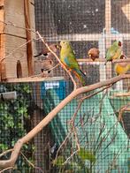 Turquisine parkiet, Dieren en Toebehoren, Vogels | Parkieten en Papegaaien, Vrouwelijk, Parkiet