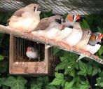 Zebravinken en Japanse meeuwtjes, Dieren en Toebehoren, Vogels | Overige Vogels, Meerdere dieren