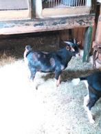 Maanvlek,  black and tan dwergbok, dekbok, Dieren en Toebehoren, Schapen, Geiten en Varkens, Mannelijk, Geit