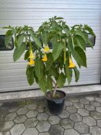 Brugmansia 180 cm hoog, Tuin en Terras, Planten | Bomen, Ophalen of Verzenden, Overige soorten, 100 tot 250 cm