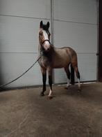 Kwaliteit! Duitse rijpony!, Dieren en Toebehoren, Pony's, Hengst, 0 tot 2 jaar