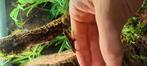 Anolis pogus kweekvrouw (met terrarium), Dieren en Toebehoren, Reptielen en Amfibieën, Hagedis, 0 tot 2 jaar
