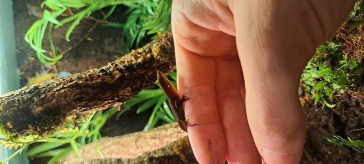 Anolis pogus kweekvrouw (met terrarium), Dieren en Toebehoren, Reptielen en Amfibieën, Hagedis, 0 tot 2 jaar