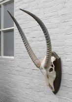 Schedel Afrikaanse WATERBUCK / WATERBOK op houten schild, Ophalen, Gebruikt, Wild dier, Schedel