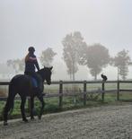 Dressuurmatig trainen van uw paard, interne stalling, Dieren en Toebehoren, Stalling en Weidegang, Weidegang, 2 of 3 paarden of pony's