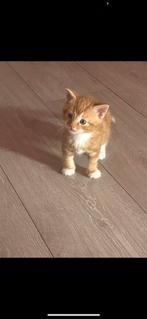 Schattige kitten