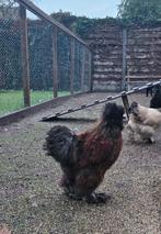 Usa zijdehoen haantjes, 4 maanden oud, Dieren en Toebehoren, Pluimvee, Mannelijk, Kip