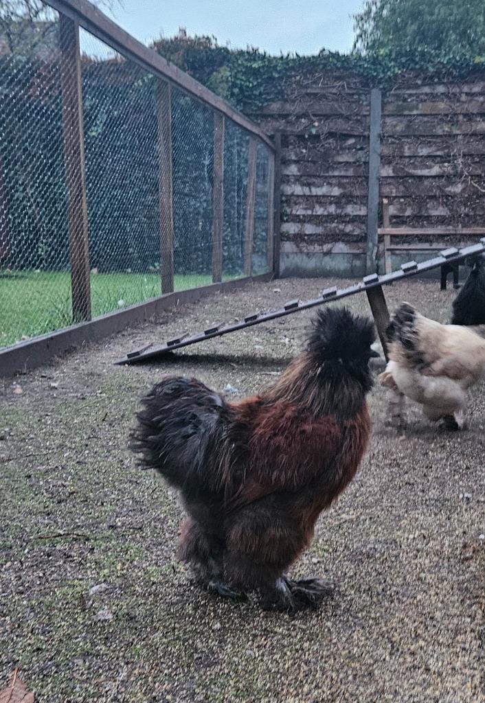 Usa zijdehoen haantjes, 4 maanden oud, Dieren en Toebehoren, Pluimvee, Kip, Mannelijk