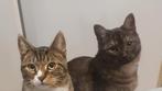 2 katers, Dieren en Toebehoren, Katten en Kittens | Overige Katten, Kater, Kortharig, 0 tot 2 jaar