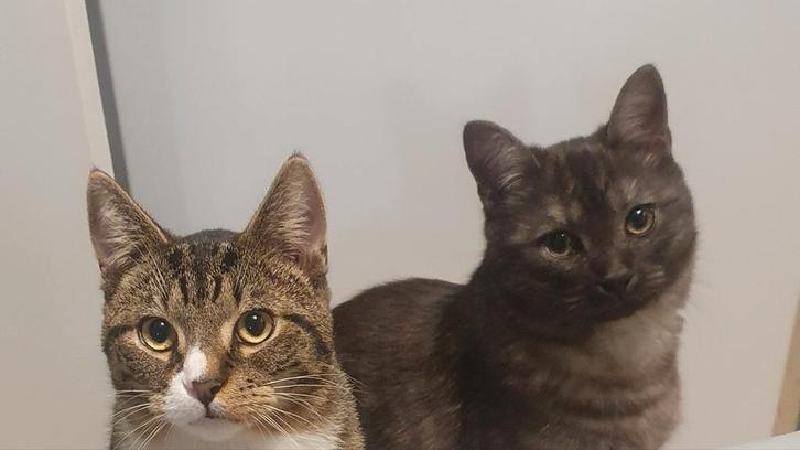 2 katers, Dieren en Toebehoren, Katten en Kittens | Overige Katten, Kortharig, Kater, 0 tot 2 jaar
