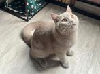 Britsekorthaar ervaren dekkater lilac maand juli €150, Dieren en Toebehoren, Katten en Kittens | Dekkaters, 0 tot 2 jaar