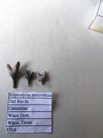 Fossiele haaientanden uit USA: Leptostyrax macrorhiza, Verzamelen, Mineralen en Fossielen, Ophalen of Verzenden, Fossiel