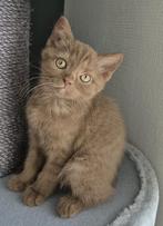 Britse korthaar kittens, Dieren en Toebehoren, Katten en Kittens | Raskatten | Korthaar, Poes, Ontwormd