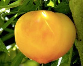 Tomaat Bull's Heart Goud, Tuin en Terras, Bloembollen en Zaden, Zaad, Voorjaar, Volle zon, Ophalen of Verzenden