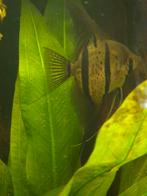 Pterophyllum Rio Nanay, Vis