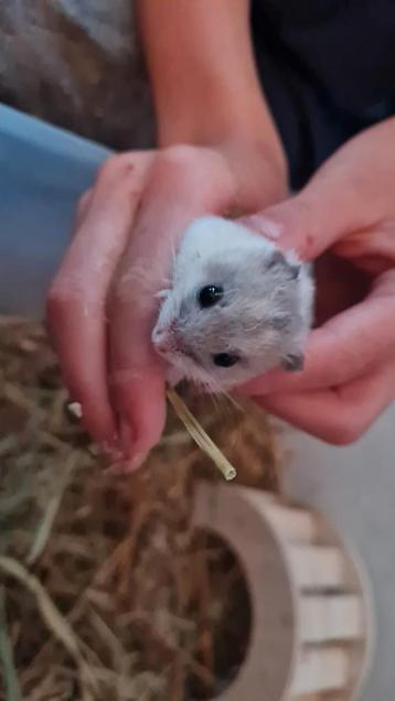 Chinese dwerg hamster vrouwtje beschikbaar voor biedingen