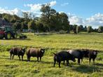 Blauwe texelaar dekrammen, Dieren en Toebehoren, Schapen, Geiten en Varkens, Mannelijk, Schaap, 0 tot 2 jaar