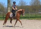 Super knappe en lieve allround D pony, Dieren en Toebehoren, Pony's, Merrie, B, Gechipt, 3 tot 6 jaar