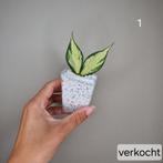 Hoya Polyneura Inner Variegated, Overige soorten, Minder dan 100 cm, Bloeiende kamerplant, Halfschaduw