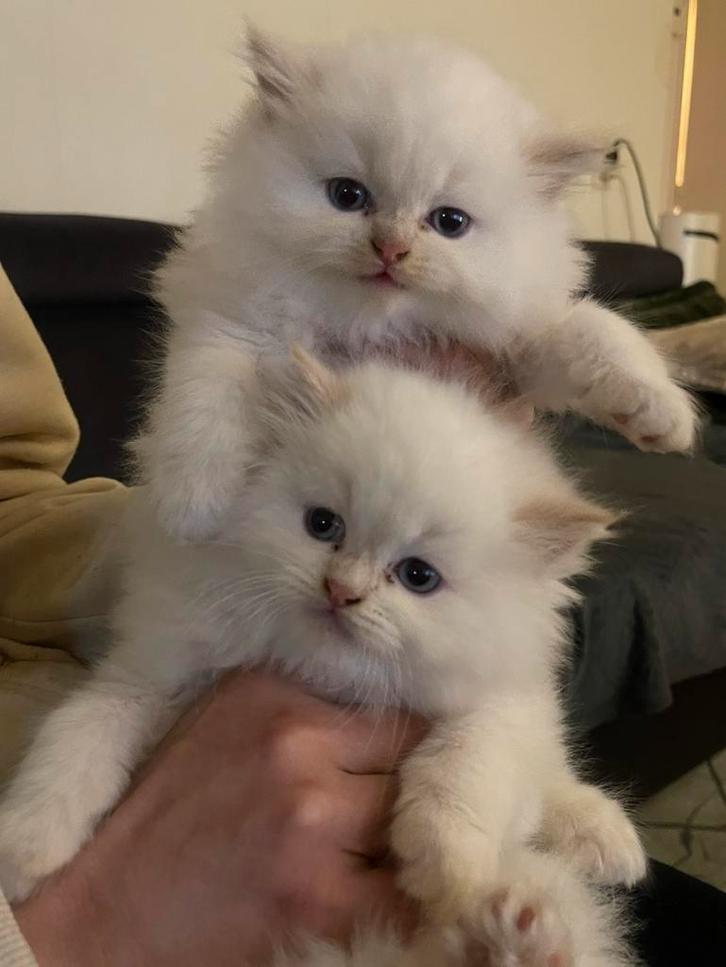 3 lieve en speelse kittens, Dieren en Toebehoren, Katten en Kittens | Raskatten | Langhaar, Meerdere dieren, 0 tot 2 jaar, Ontwormd