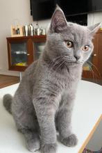 Brits kittens (nog 1 over), Dieren en Toebehoren, Katten en Kittens | Raskatten | Korthaar, Meerdere dieren, 0 tot 2 jaar
