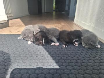 Halve maincoon kittens beschikbaar voor biedingen