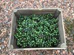 Decoratie besjes groen in houten kist, Ophalen, Nieuw, Materiaal