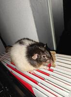 Twee ratten, Dieren en Toebehoren, Knaagdieren, Rat, Maart, Mannelijk, Tam