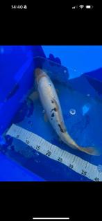 Koi’s te koop, Dieren en Toebehoren, Vissen | Vijvervissen, Karper of Koi
