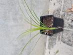 Liriope te koop, Tuin en Terras, Planten | Tuinplanten, Ophalen