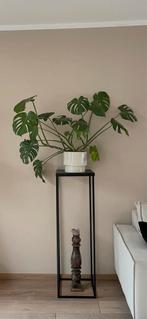 Plantenstandaard met Monstera Deliciosa, Ophalen, Overige soorten, Halfschaduw, In pot