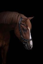 Lief paardje te koop, Dieren en Toebehoren, Paarden, Gechipt, B, Ruin, 7 tot 10 jaar