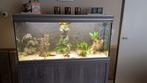 Compleet aquarium 120breed, Dieren en Toebehoren, Vissen | Aquaria en Toebehoren, Ophalen of Verzenden, Gebruikt, Gevuld zoetwateraquarium