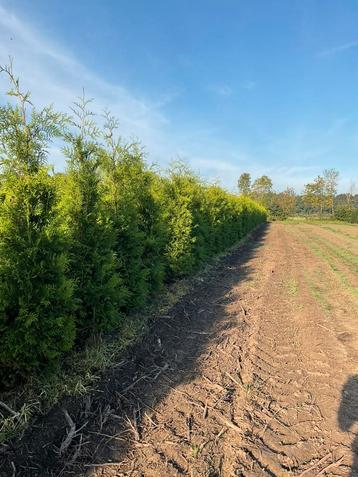 Mooie haagconiferen thuja Brabant 100 tot 300 cm beschikbaar voor biedingen
