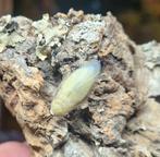 Panchlora nivea "yellow" / "gold" 10 stuks banaankakkerlak, Dieren en Toebehoren, Overige soorten