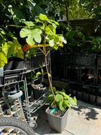 Vijgenboom Ghadanne 1,5 meter 2 jaar oud, Ophalen, Lente, Volle zon, In pot